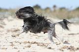 PETIT CHIEN LION 043